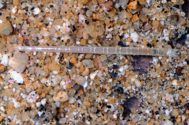 Ditrupa arietina